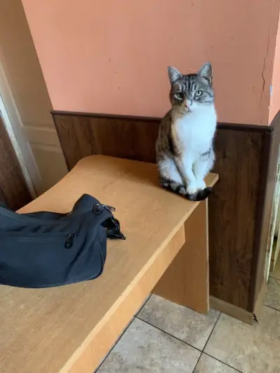veterinary clinic Sofia