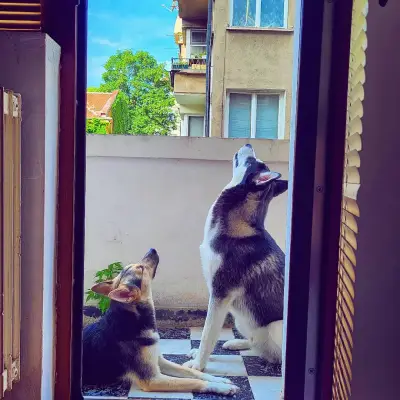 Пиф и Еркюл ветеринарна клиника