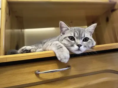 Свети Серафим
