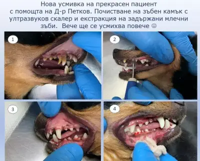 Ветеринарна клиника "Vetlife", д-р Петкови - гр.София