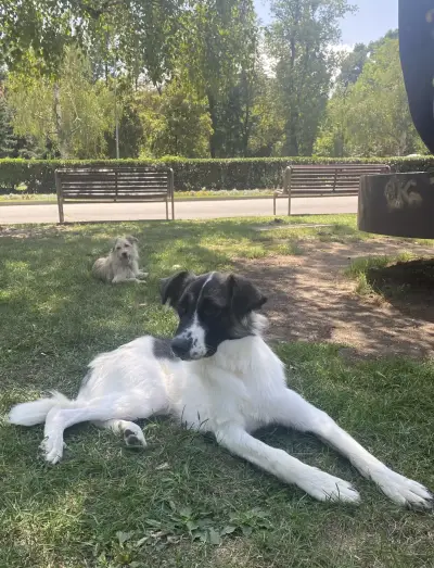 Грийн До