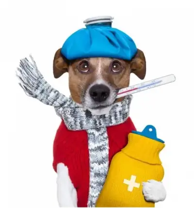 Ветеринарен център Pet Doctor