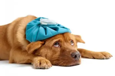 Ветеринарен център Pet Doctor
