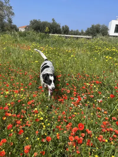 PetNet