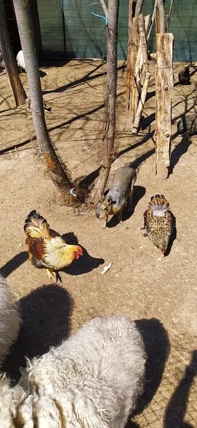 Бюро по труда Възраждане