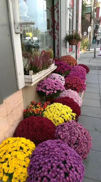 Vessi's Flowers Sofia Center