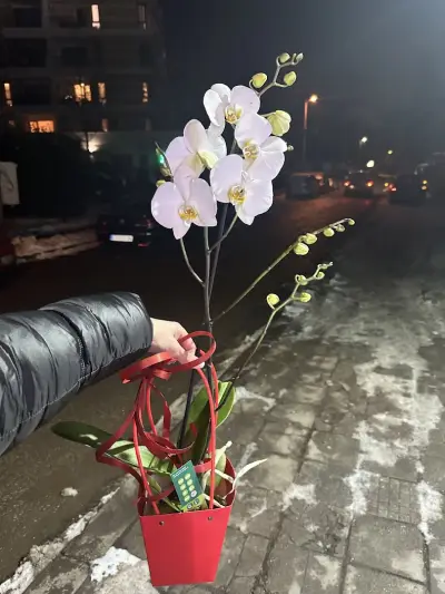 VANDA FLOWERS