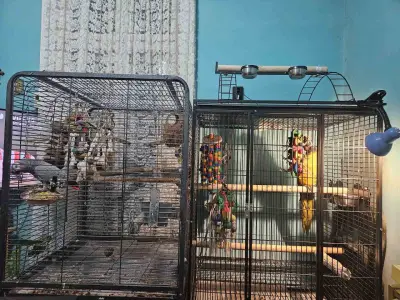 Папагалска къща