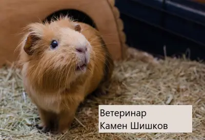 Ветеринарен лекар д-р Камен Шишков