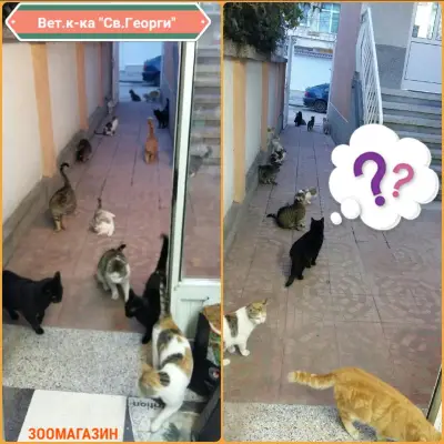 Ветеринарна клиника,,Свети Георги,,
