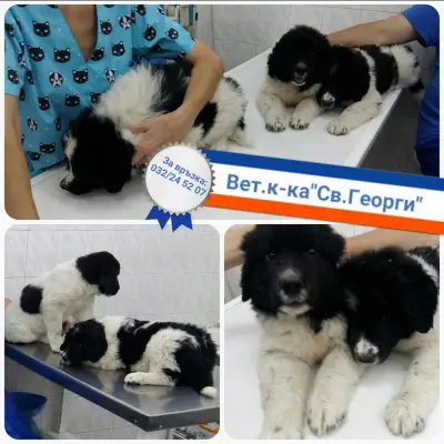 Ветеринарна клиника,,Свети Георги,,