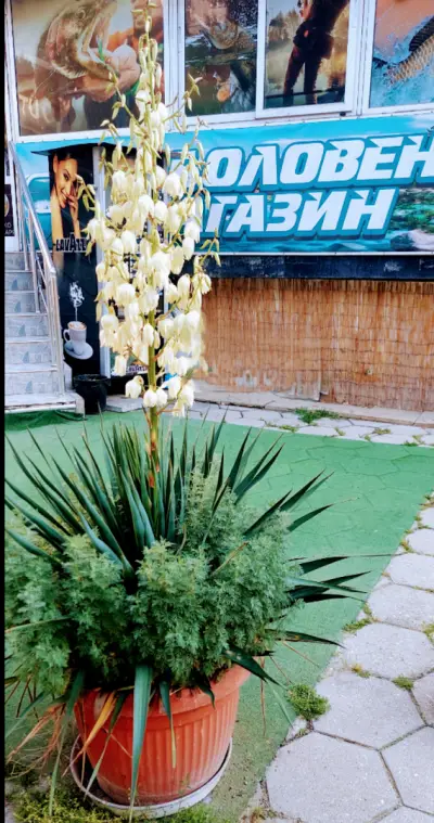 Рибоспорт