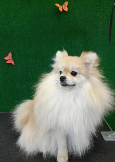 Pets Corner