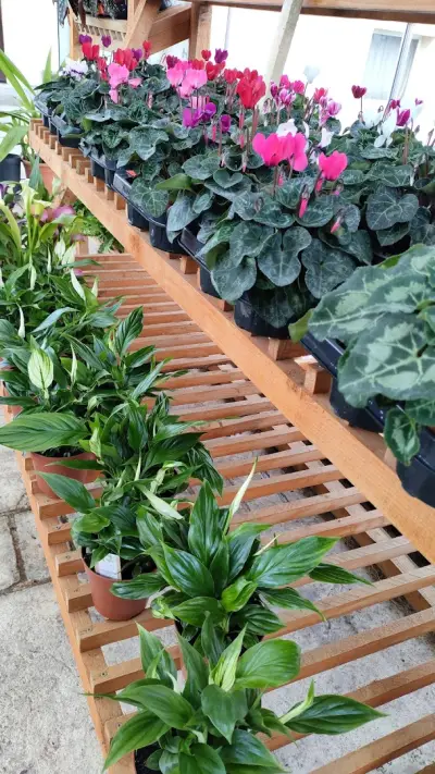 HOME AND GARDEN