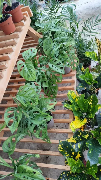 HOME AND GARDEN