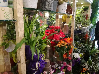 Цветарница Галя