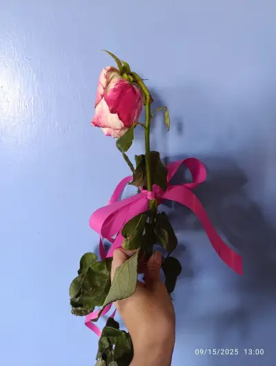 Цветя "Хрис"