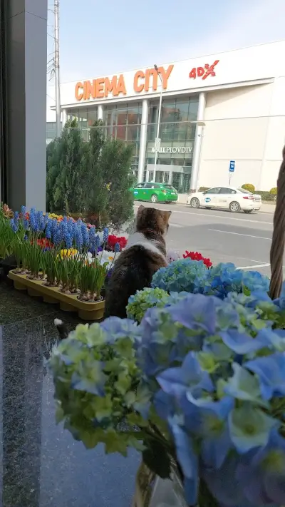 Вендела Ателие / Vendela Atelier