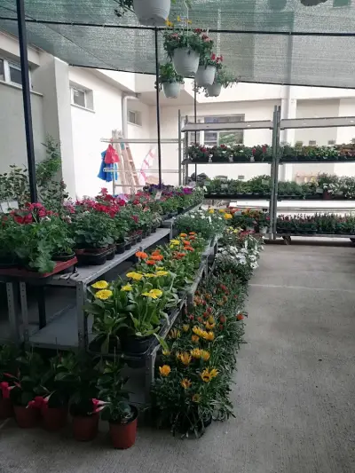 LESY Flowers