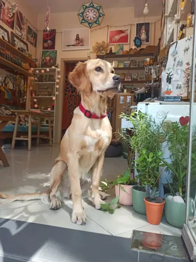 Indi Art Cafe Ателие за рисуване с къна