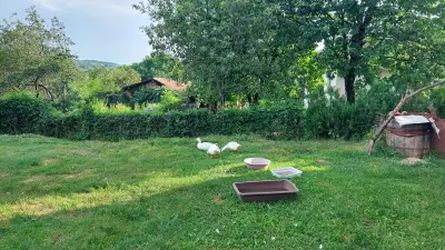 Camping Green