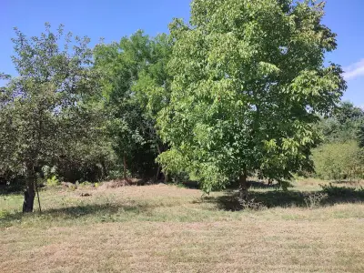 Camping Green