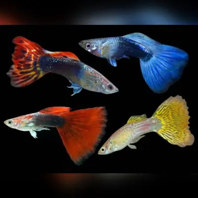 Ферма за декоративни рибки и скариди AQUA HOUSE