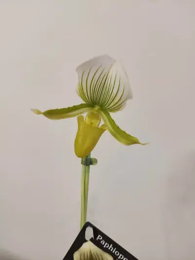 MyOrchidea.com - онлайн магазин за орхидеи и цветя