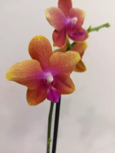 MyOrchidea.com - онлайн магазин за орхидеи и цветя