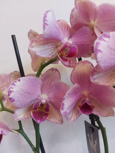 MyOrchidea.com - онлайн магазин за орхидеи и цветя