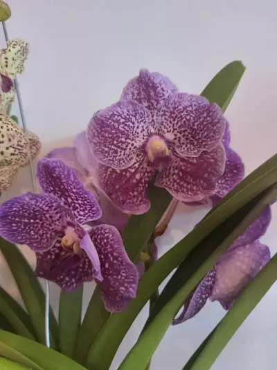 MyOrchidea.com - онлайн магазин за орхидеи и цветя