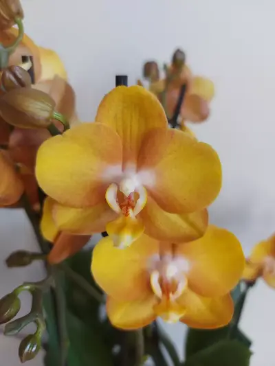MyOrchidea.com - онлайн магазин за орхидеи и цветя