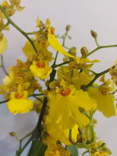 MyOrchidea.com - онлайн магазин за орхидеи и цветя