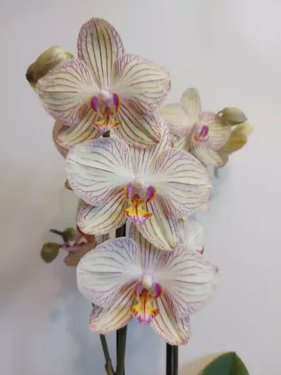 MyOrchidea.com - онлайн магазин за орхидеи и цветя