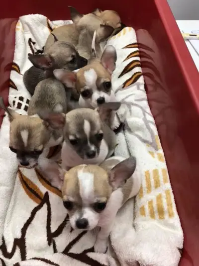Vet Star Clinic
