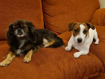 Vet Star Clinic