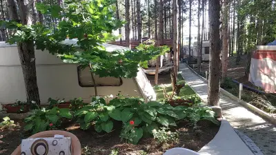 Бора