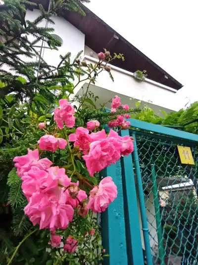 Къща за гости Василеви Синеморец - Guest House Vasilevi Sinemorets