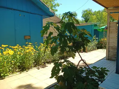 Къмпинг - Бунгала "НЕСТИНАРКА", Царево Camping - Bunglalows "NESTINARKA", Tzarevo