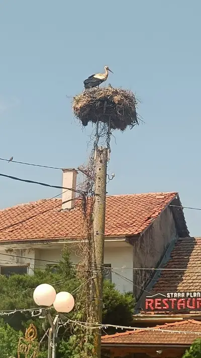 Кошарица,база Helena Resort