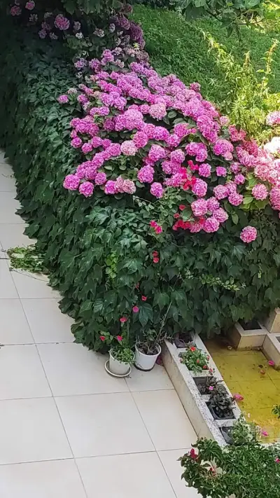Зелената къща