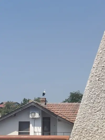 Сотирови, самостоятелни стаи