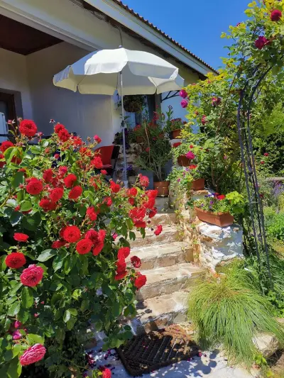 House Albena