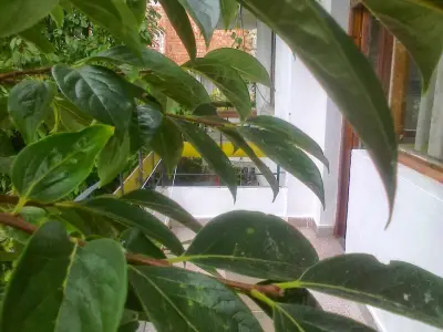 Boutique apartament Syrenna