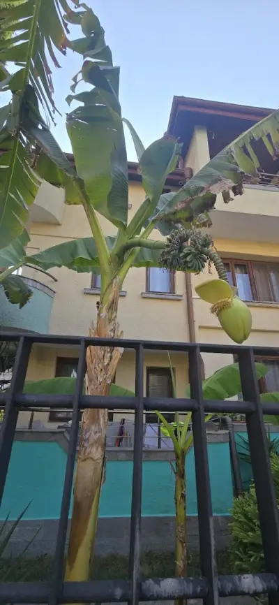 Парадайс Черноморец