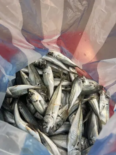 DANY FISH OBZOR