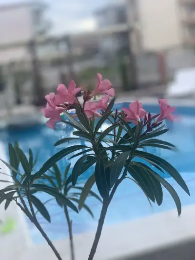 Cattleya