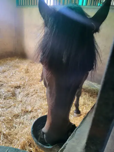 Horse riding Sunny Beach/Конна база Слънчев бряг