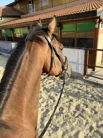 Horse riding Sunny Beach/Конна база Слънчев бряг