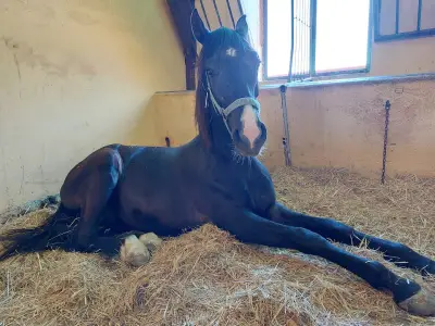 Horse riding Sunny Beach/Конна база Слънчев бряг